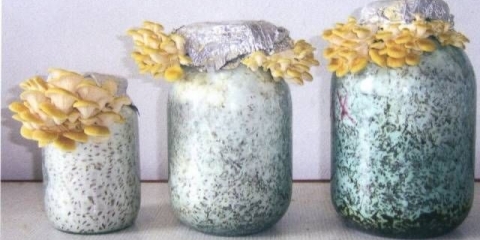 Kako uzgajati micelij gljiva kod kuće